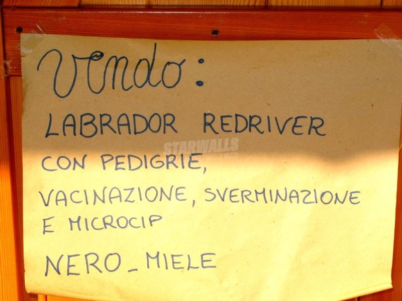 Scritte sui Muri Cercasi padrone